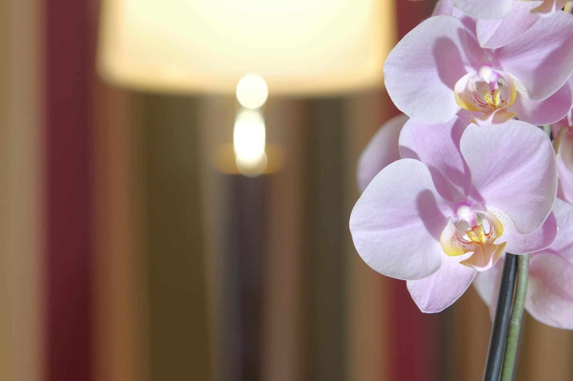 Hotel Sonnenhof Bayerischer Wald Lam